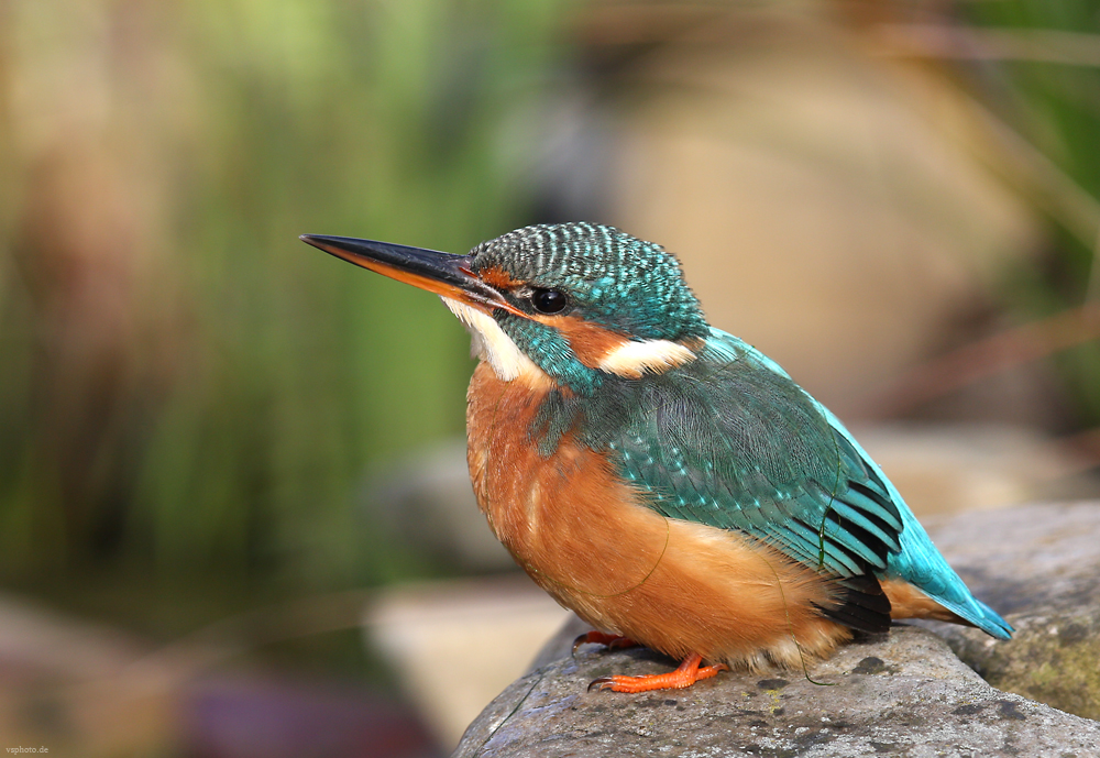 Eisvogel im Herbst