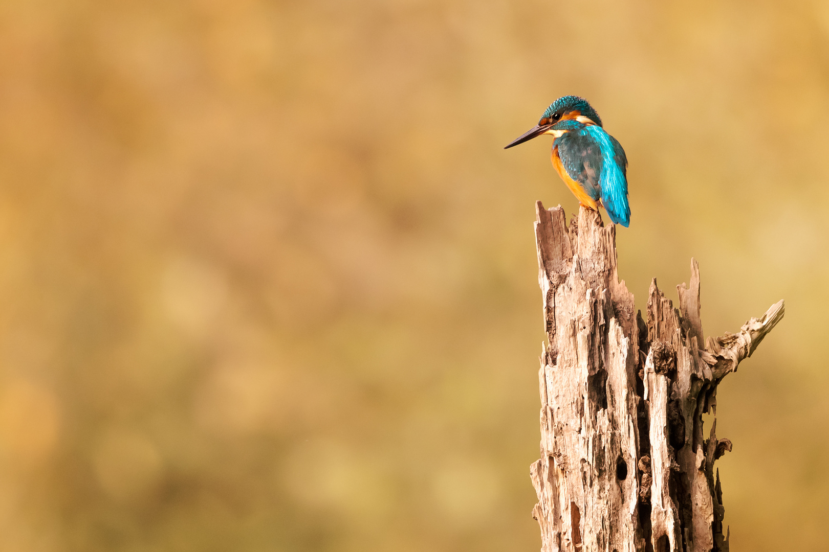 Eisvogel im Herbst