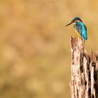 Eisvogel im Herbst