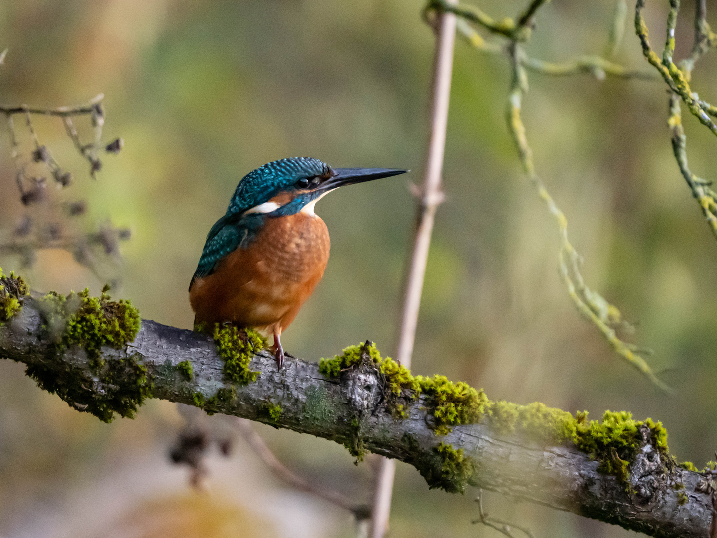 Eisvogel im Herbst