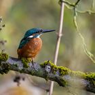 Eisvogel im Herbst