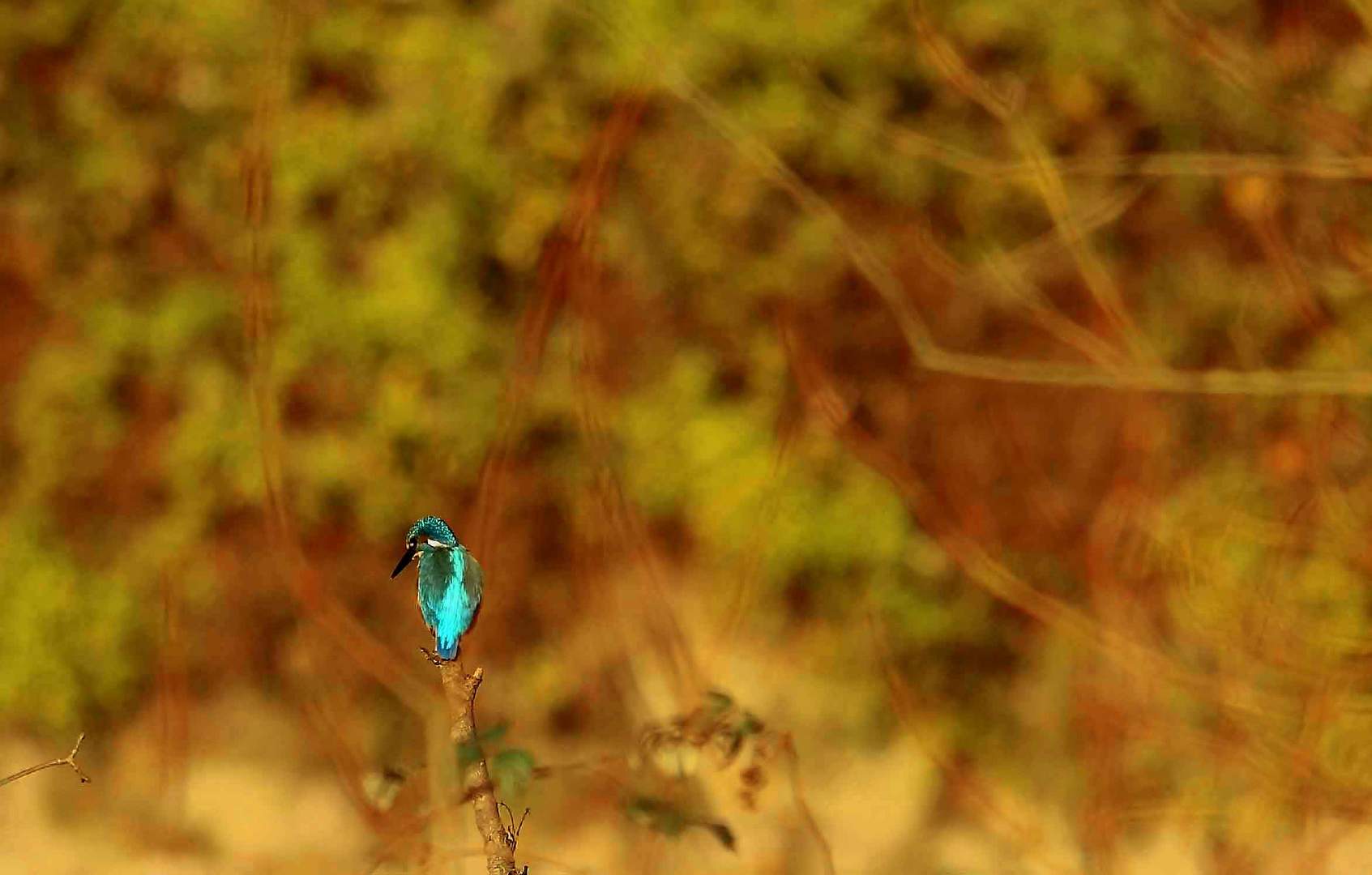 Eisvogel im Herbst