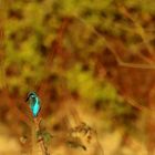 Eisvogel im Herbst