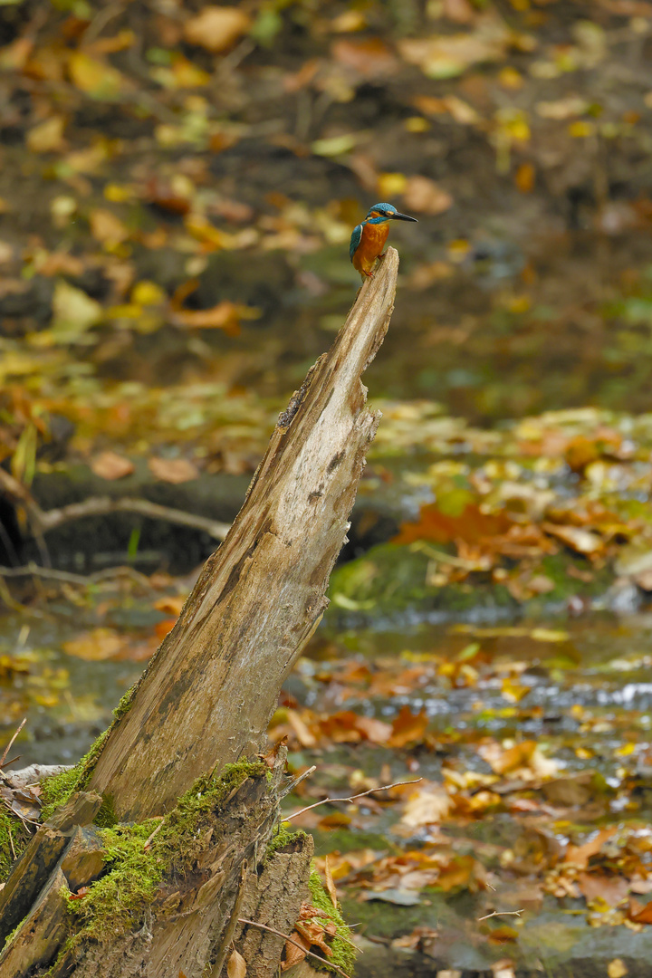 Eisvogel im Herbst