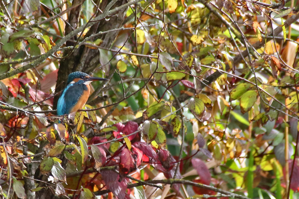 Eisvogel im herbstlichen Ambiente