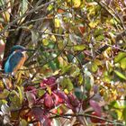 Eisvogel im herbstlichen Ambiente