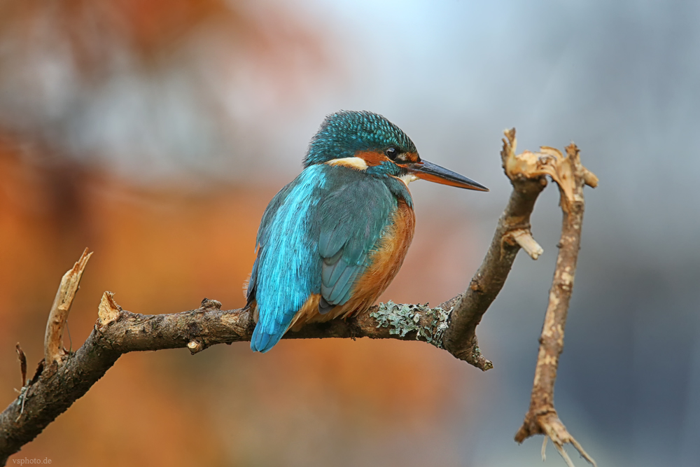 Eisvogel im Herbstlicht