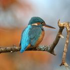 Eisvogel im Herbstlicht