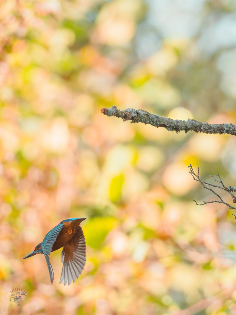 Eisvogel im herrlichen Herbst....