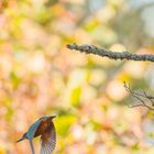 Eisvogel im herrlichen Herbst....