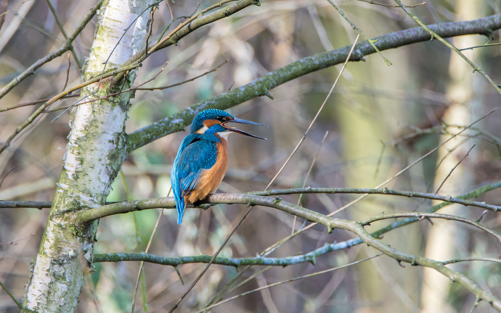 Eisvogel im Hüttenwerk