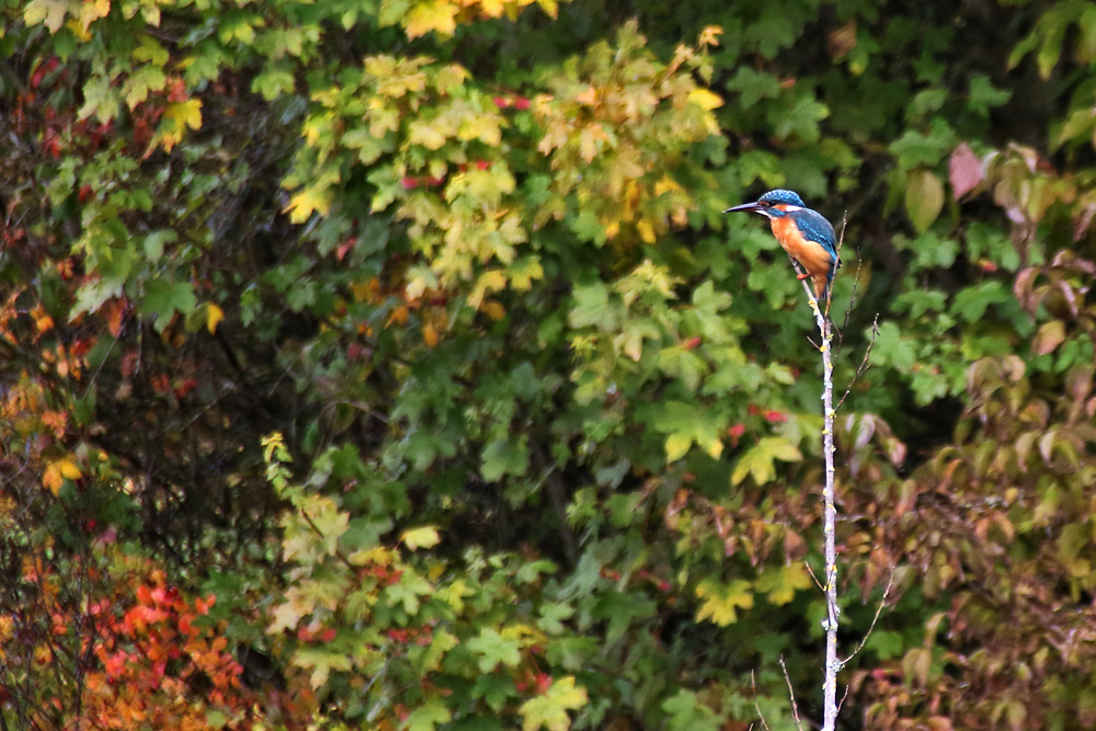 Eisvogel im "Jagd-Ansitz"