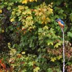 Eisvogel im "Jagd-Ansitz"