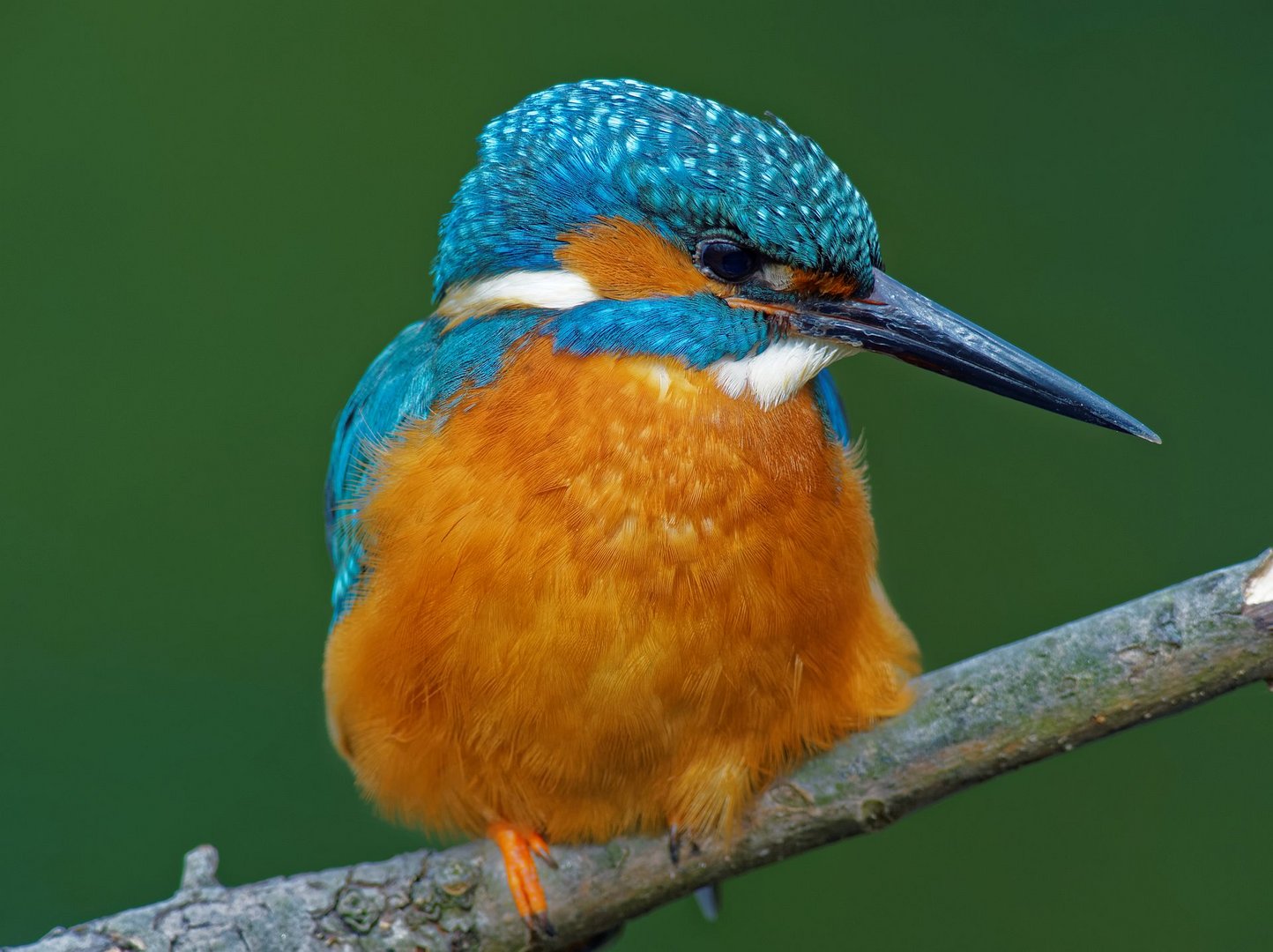 Eisvogel im Jagdansitz