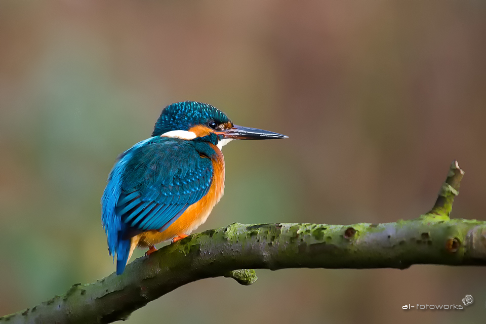 Eisvogel im Januar