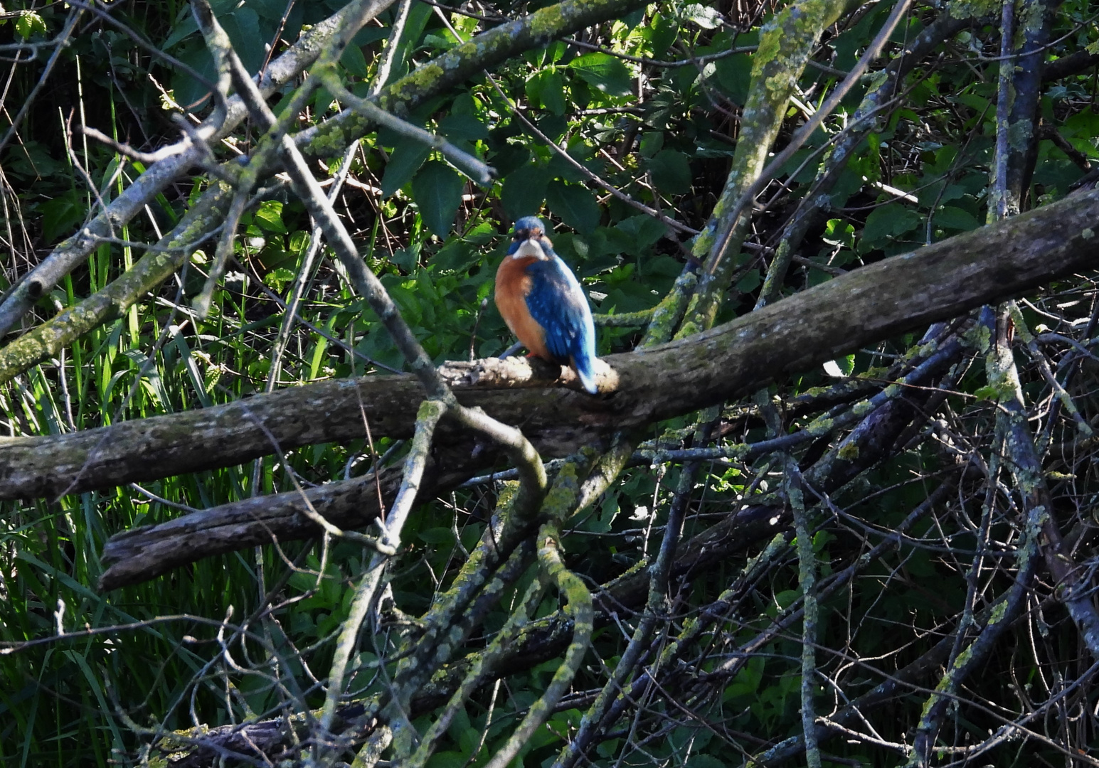 Eisvogel im Kanal bei Zeestow