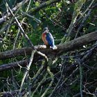 Eisvogel im Kanal bei Zeestow