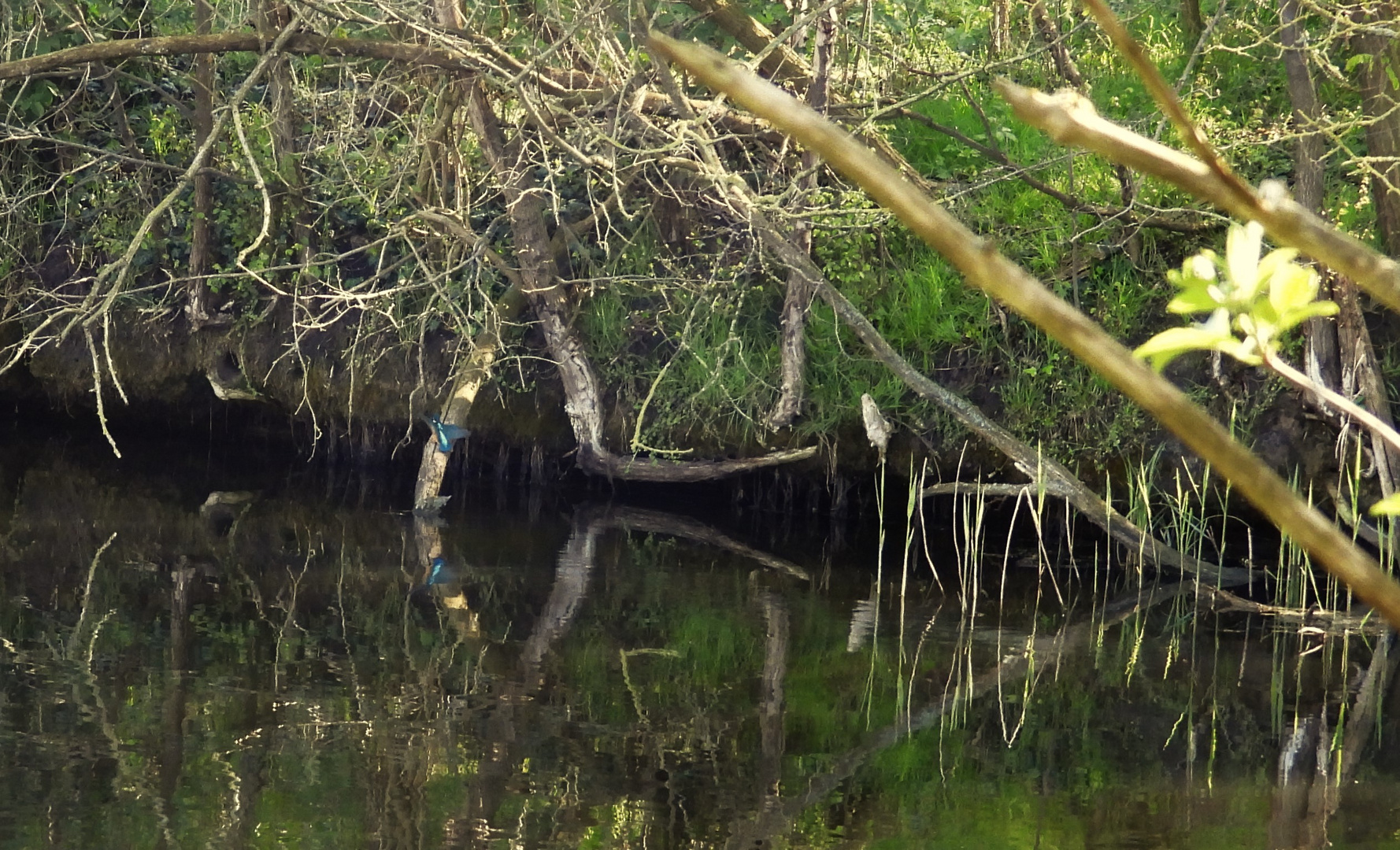 Eisvogel im Kanal bei Zeestow