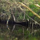 Eisvogel im Kanal bei Zeestow