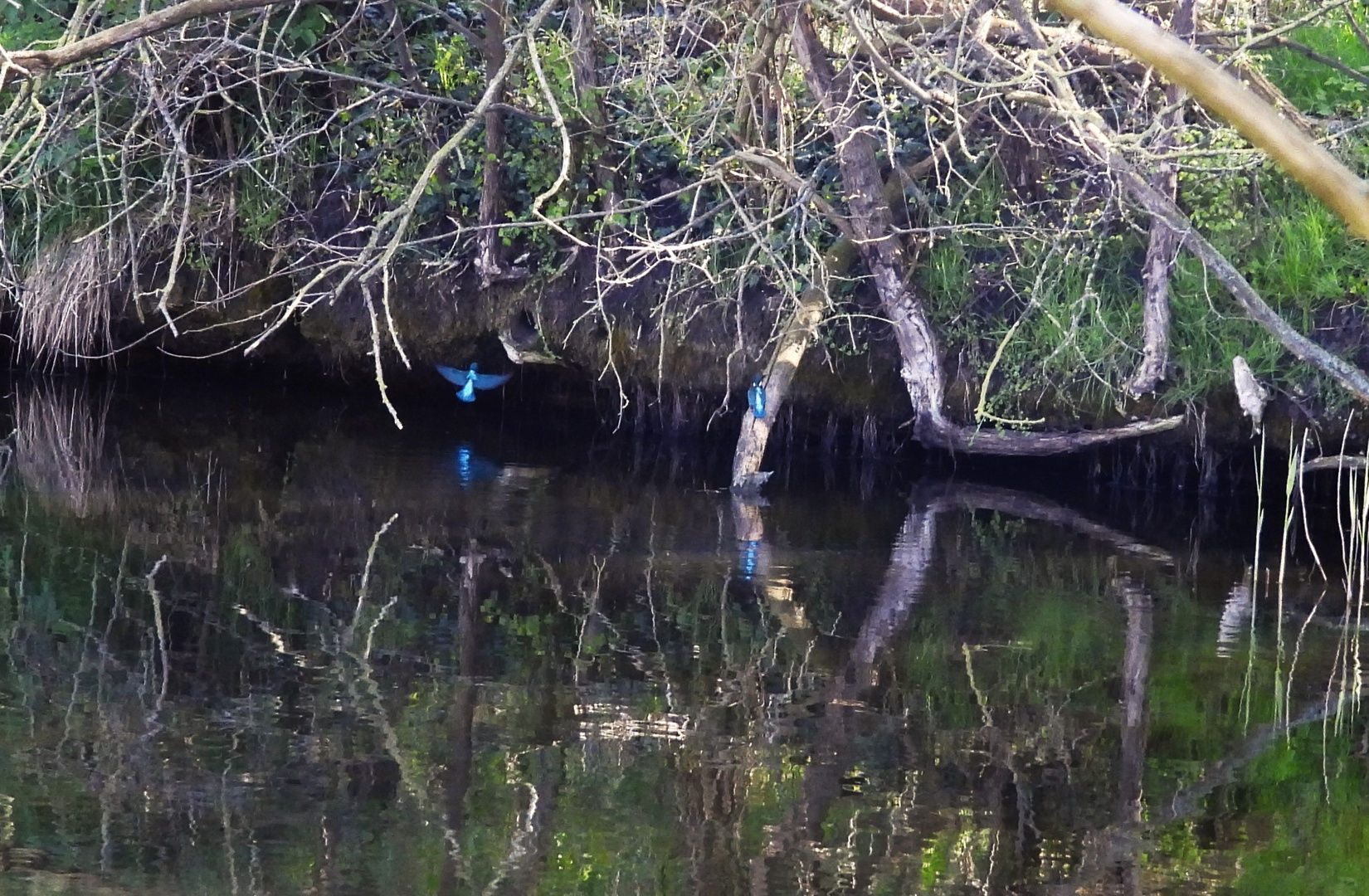 Eisvogel im Kanal bei Zeestow vor Bruthöhle