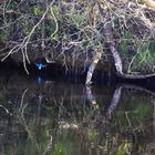 Eisvogel im Kanal bei Zeestow vor Bruthöhle