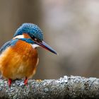 Eisvogel im Kurpark