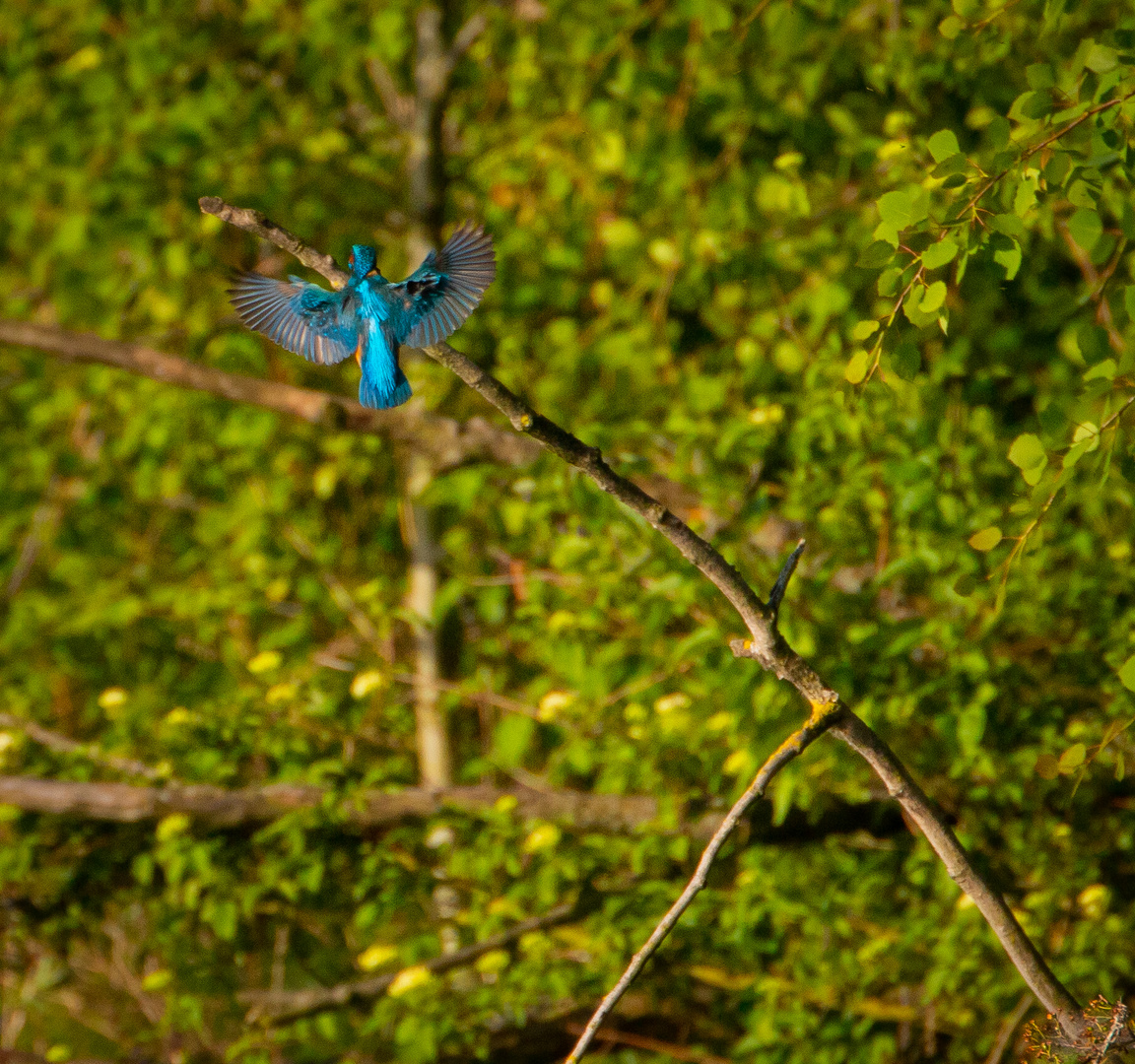 Eisvogel im Landeanflug