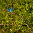 Eisvogel im Landeanflug