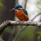 Eisvogel im Leinebergland