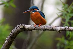 Eisvogel im Leinebergland