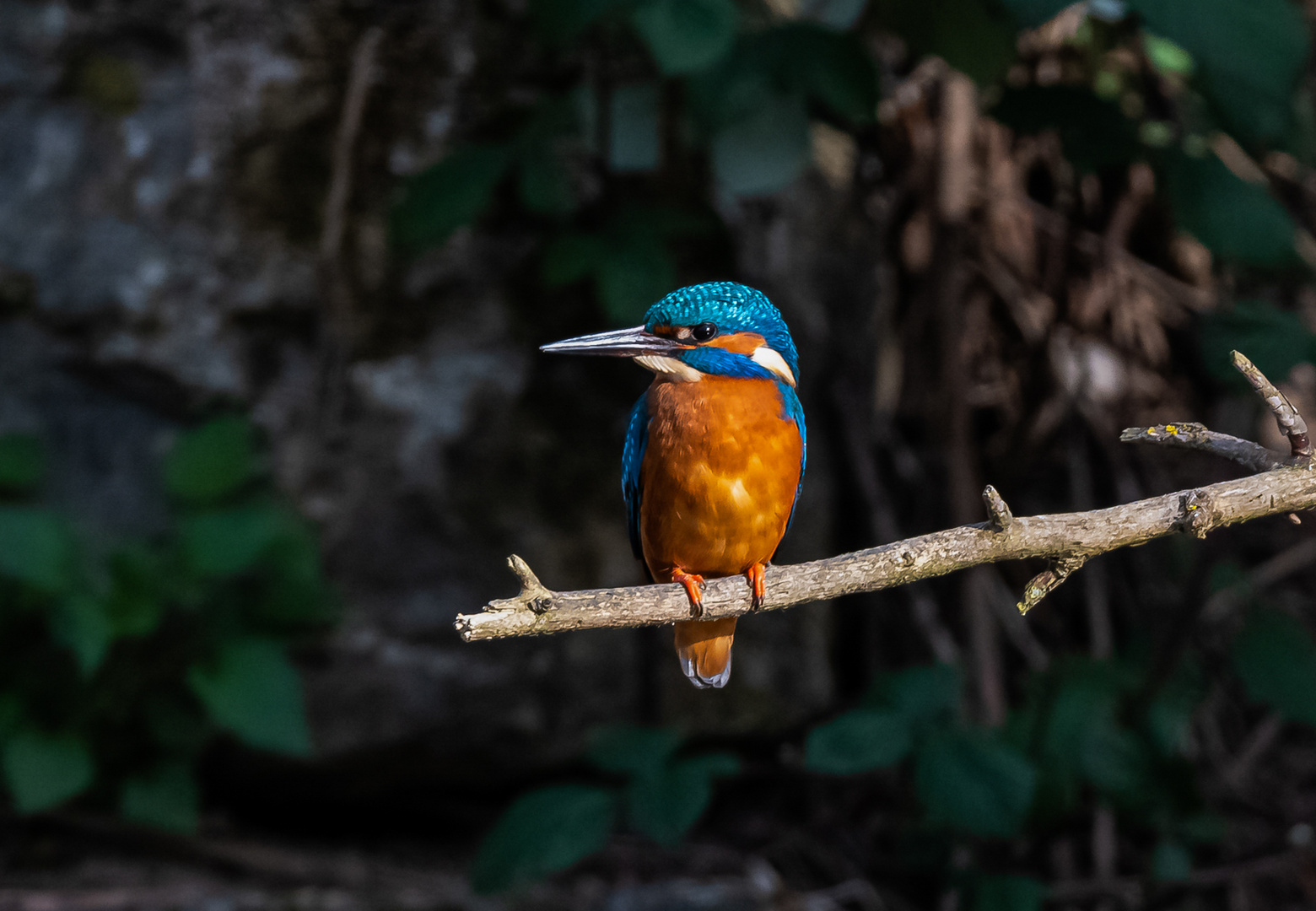 Eisvogel im Licht