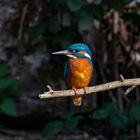 Eisvogel im Licht