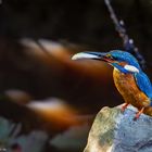 Eisvogel im Licht