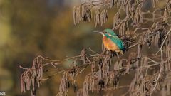 "Eisvogel im Licht der Wintersonne 2024"