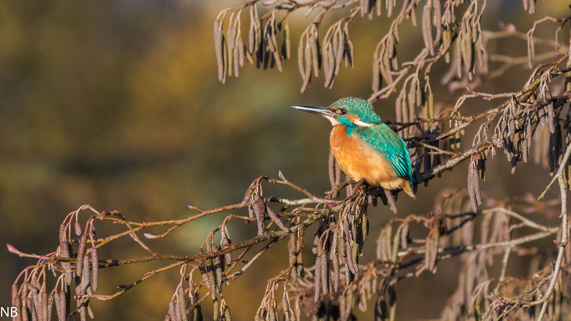 "Eisvogel im Licht der Wintersonne 2024"