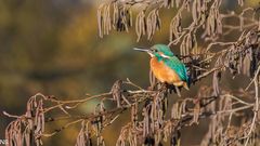 "Eisvogel im Licht der Wintersonne 2024"