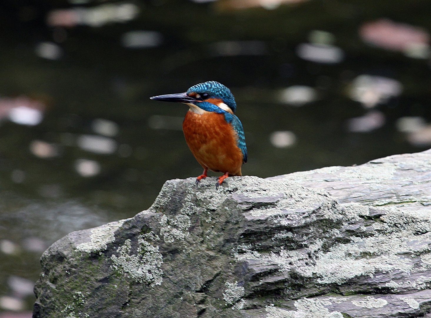 Eisvogel im Löwengehege