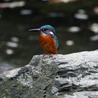 Eisvogel im Löwengehege