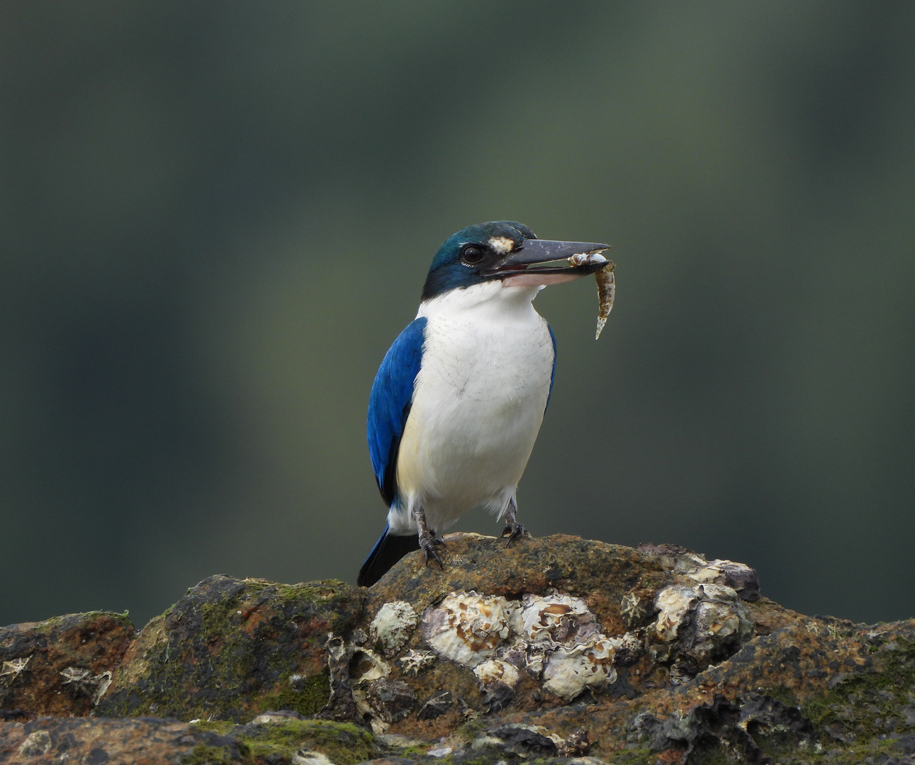 Eisvogel im Meer 