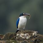 Eisvogel im Meer 