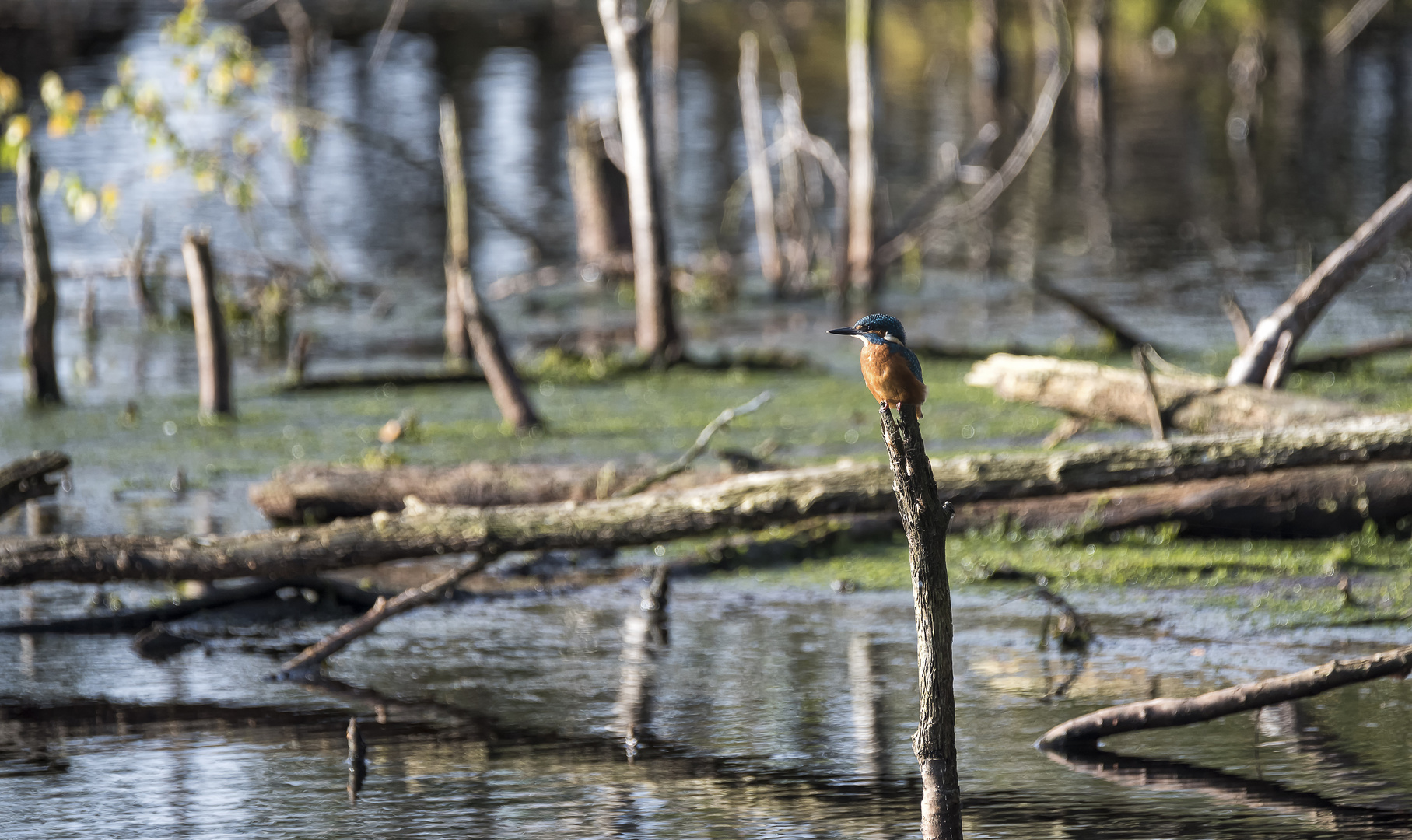 Eisvogel im Moor