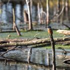 Eisvogel im Moor