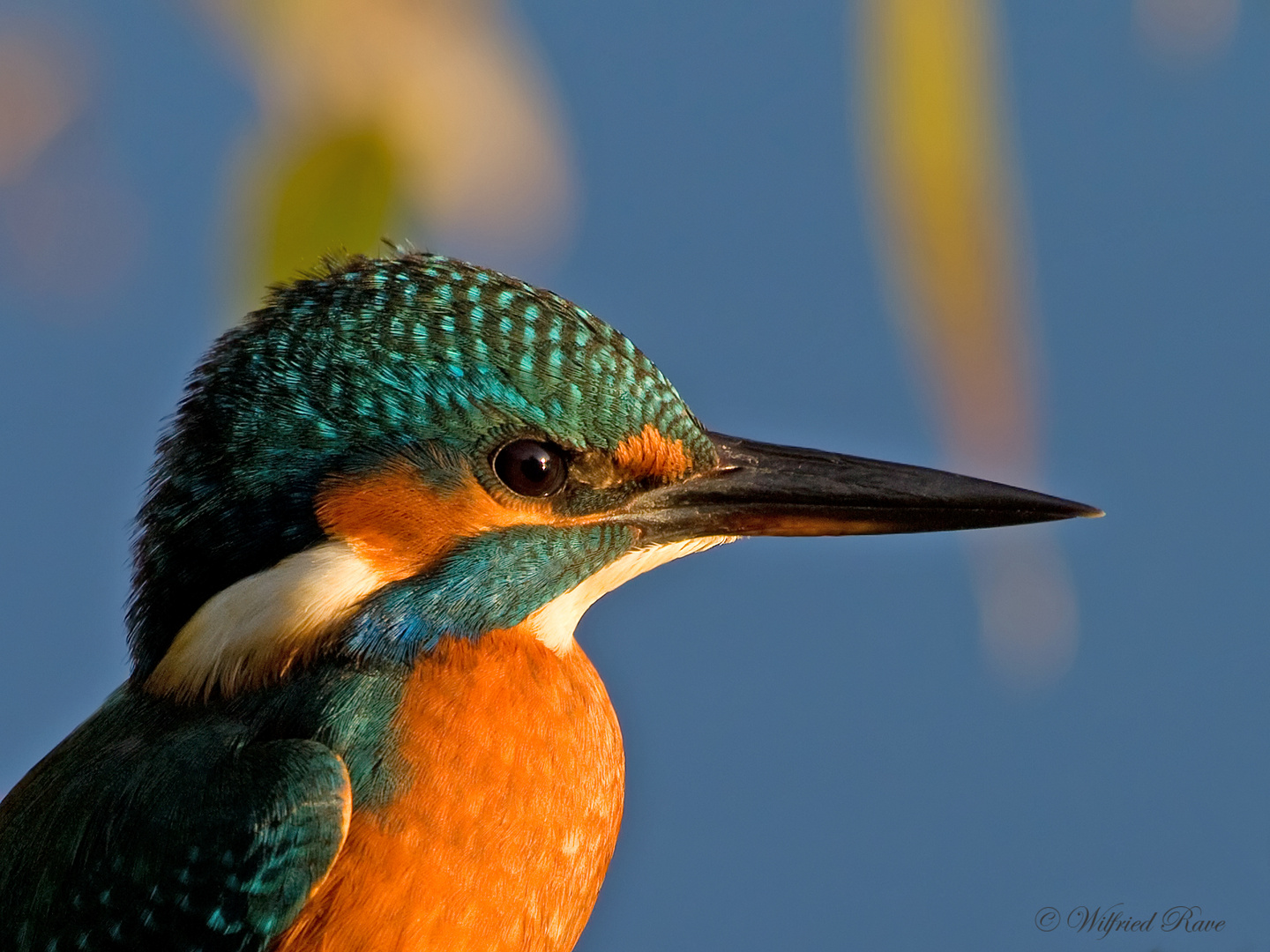 Eisvogel im Morgenlicht