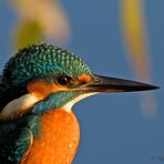 Eisvogel im Morgenlicht