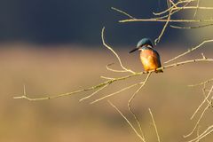 Eisvogel im Morgenlicht