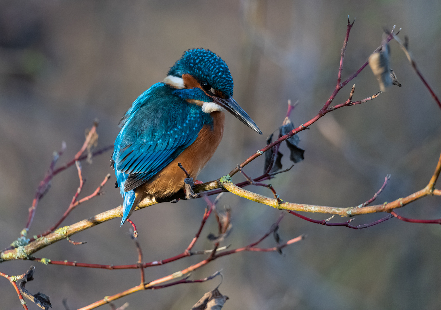 Eisvogel im Morgenlicht