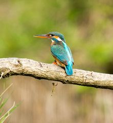 Eisvogel im Morgenlicht_1