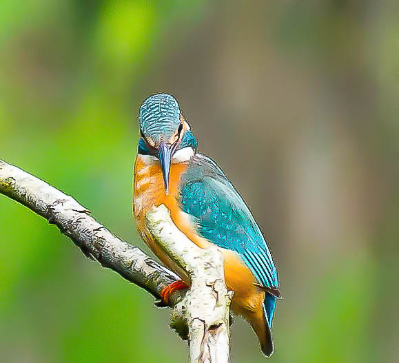 Eisvogel im Morgenlicht_3