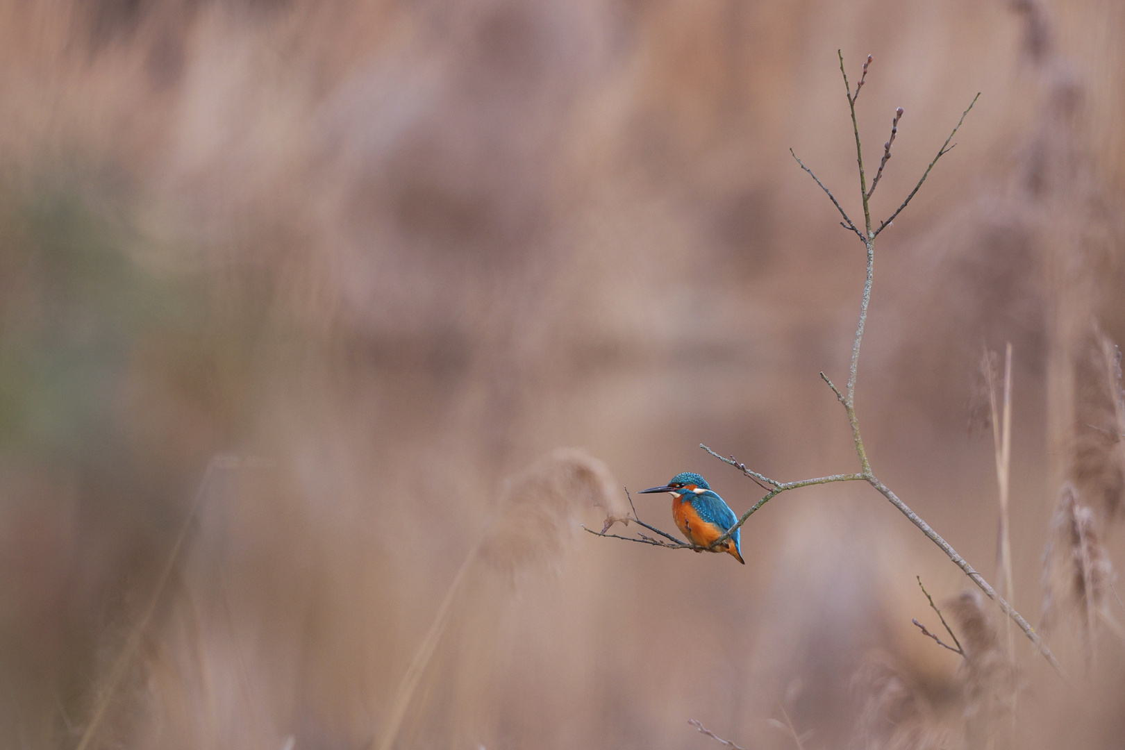 Eisvogel im natürlichen Habitat... 