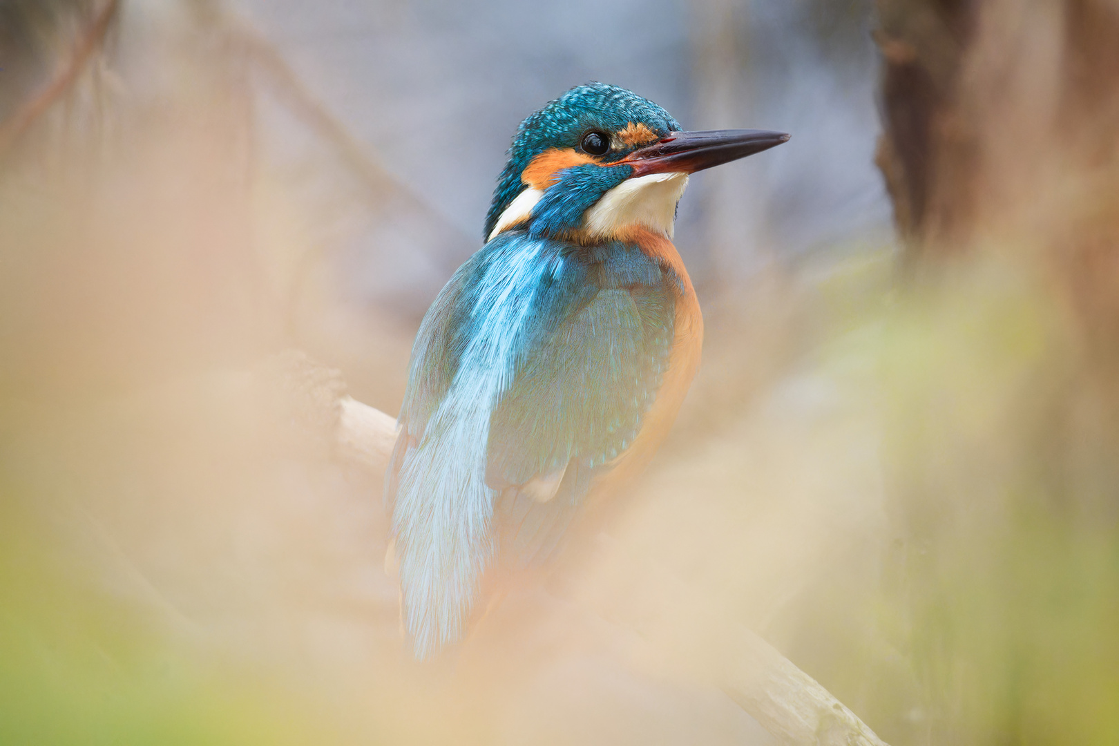 Eisvogel im natürlichen Rahmen 